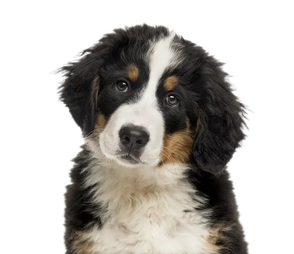 Happy Bernese Mountain Dog